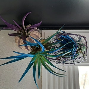 Air Plant Xeric Variety Mix of 10 Airplant, Tillandsia, Wholesale, Bulk ...