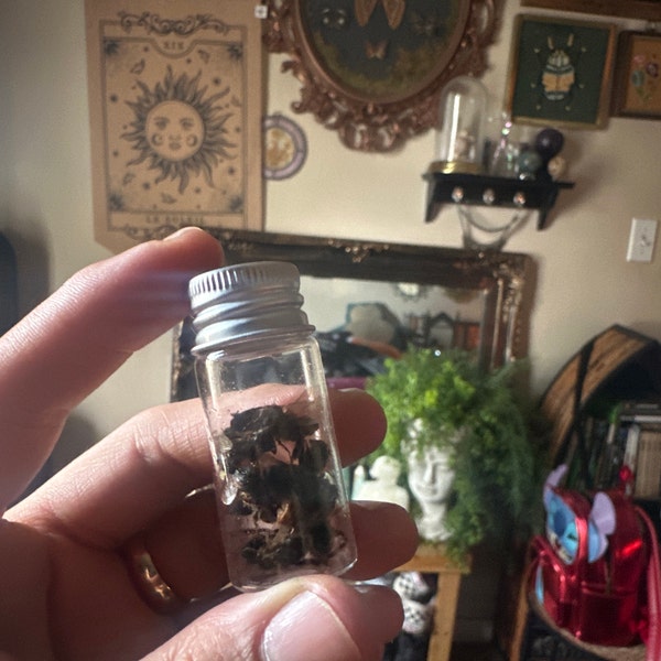 Real, Dried and Preserved Honeybees Great for Photography, Crafts or ...