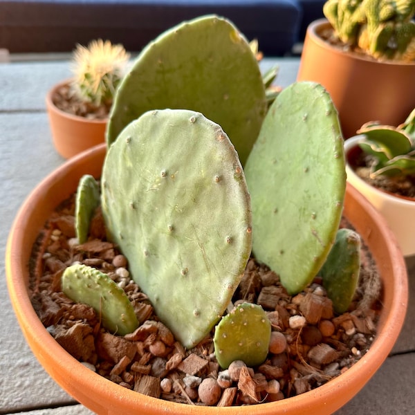 1 Cutting, Spineless Prickly Pear Cactus Pad, Opuntia Gomei, Old Mexico, Nopal