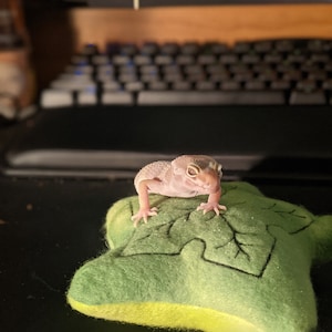 Wolfie added a photo of their purchase