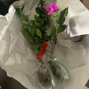 Rossy さんが購入した商品の写真を追加しました
