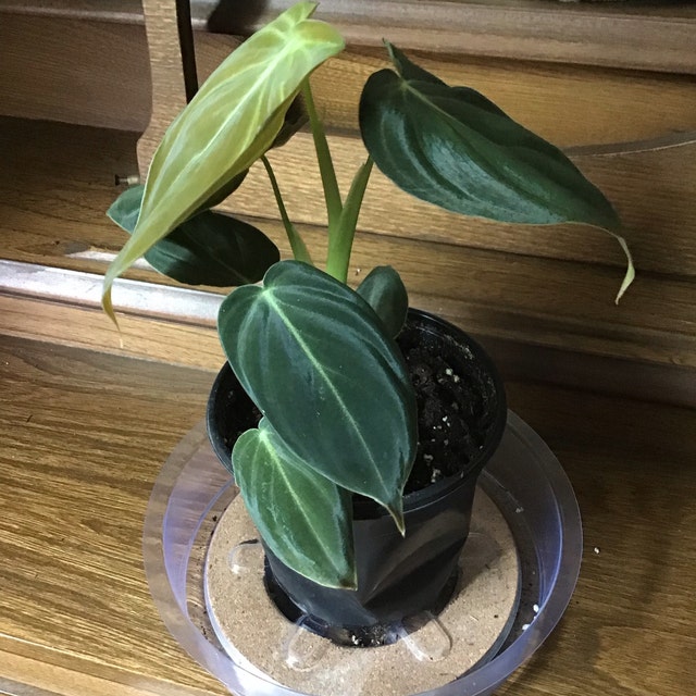 monstera coaster plant Realistic Monstera leaf Coaster | Tropical Plant Coaster