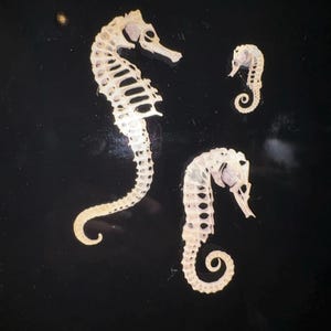 紙製のタツノオトシゴの骨格、リアルな両面プリント、切り絵クラフト