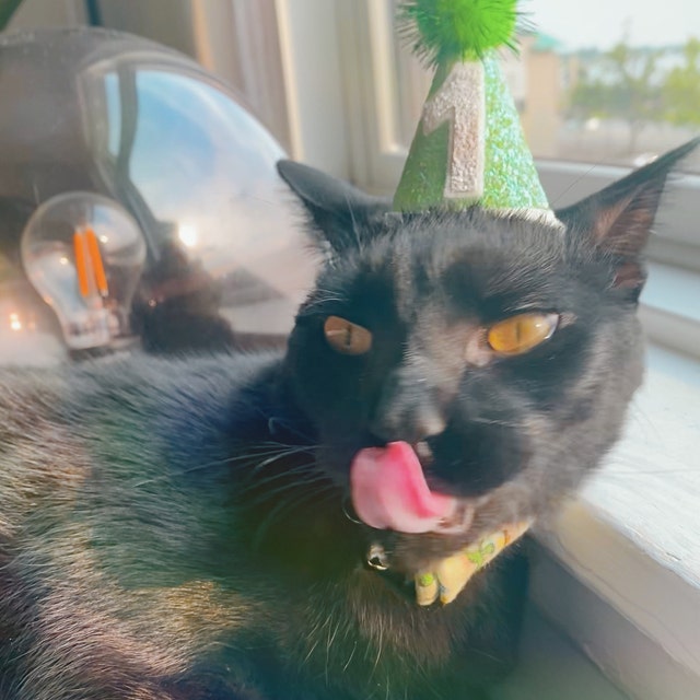 Pet Party Hat Mini Cat Birthday Party Hat Mini Cat Party Hat Dog