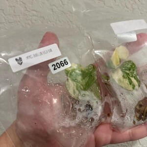 Anne added a photo of their purchase
