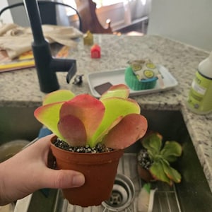 Comprador de Etsy ha añadido una foto de su compra