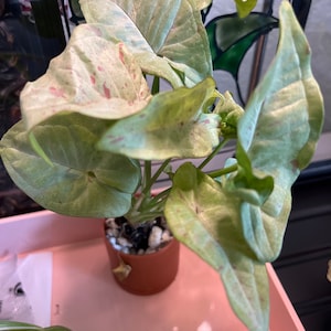 Allie hat ein Foto des gekauften Artikels hinzugefügt