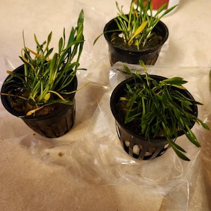 Etsy-koper heeft een foto van de aankoop toegevoegd
