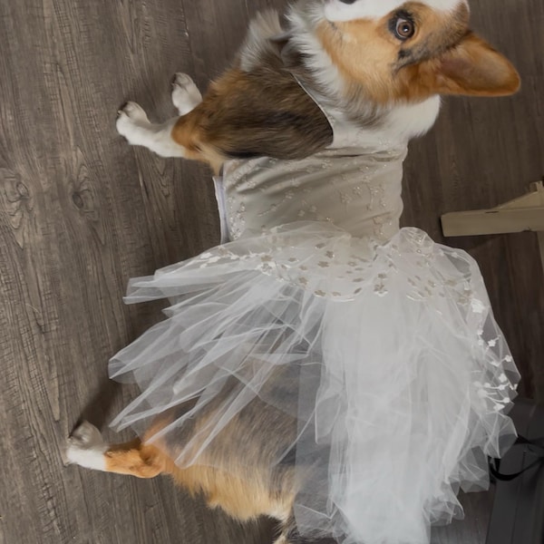Cream Dog Wedding Dress Tutu With Floral Glitter, Sparkly Pet Outfit ...