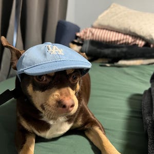 ドジャース犬用野球帽：MLBロサンゼルス ペットキャップ（マグネット
