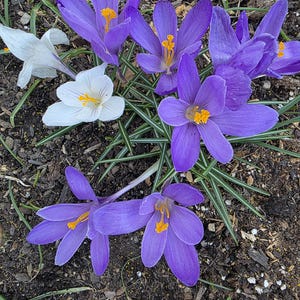 Victoria hat ein Foto des gekauften Artikels hinzugefügt