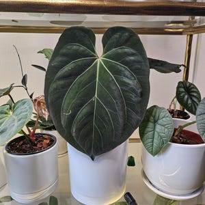 The added a photo of their purchase