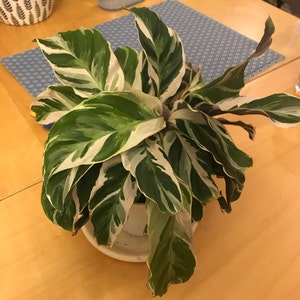 Tiffany Miyama added a photo of their purchase