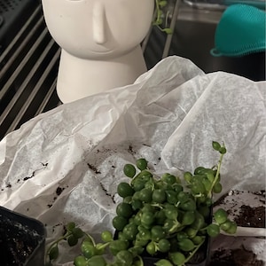 Kim added a photo of their purchase