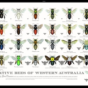 Native Bees of Western Australia Poster - Etsy Australia