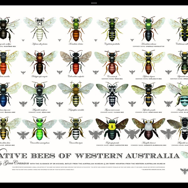 Native Bees of Western Australia Poster - Etsy Australia