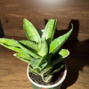 Janece added a photo of their purchase