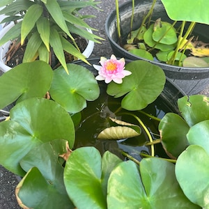 Kim ha añadido una foto de su compra