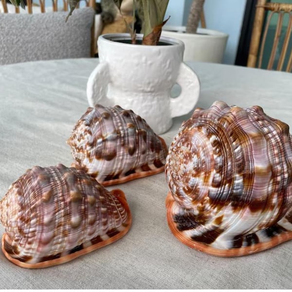 X-large Precious Wentletrap 1.75-2.25