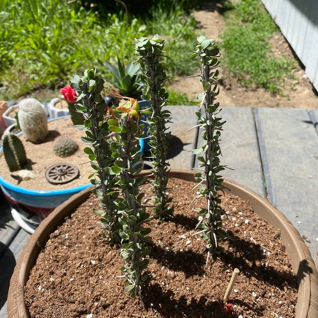 19+ Ocotillo Plant For Sale