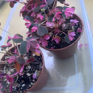 Oxalis Plum Crazy Etsy