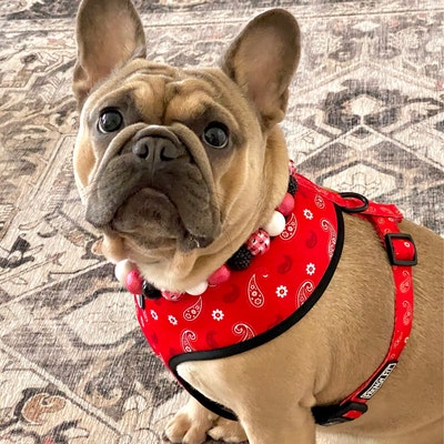 Red Paisley Cow Print Reversible Dog Harness - Etsy