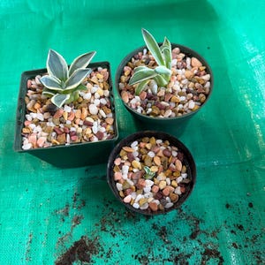 Agave Applanata 