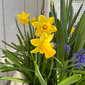 Thao added a photo of their purchase