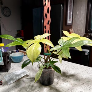 Katrina added a photo of their purchase