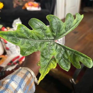 Vanessa ha añadido una foto de su compra