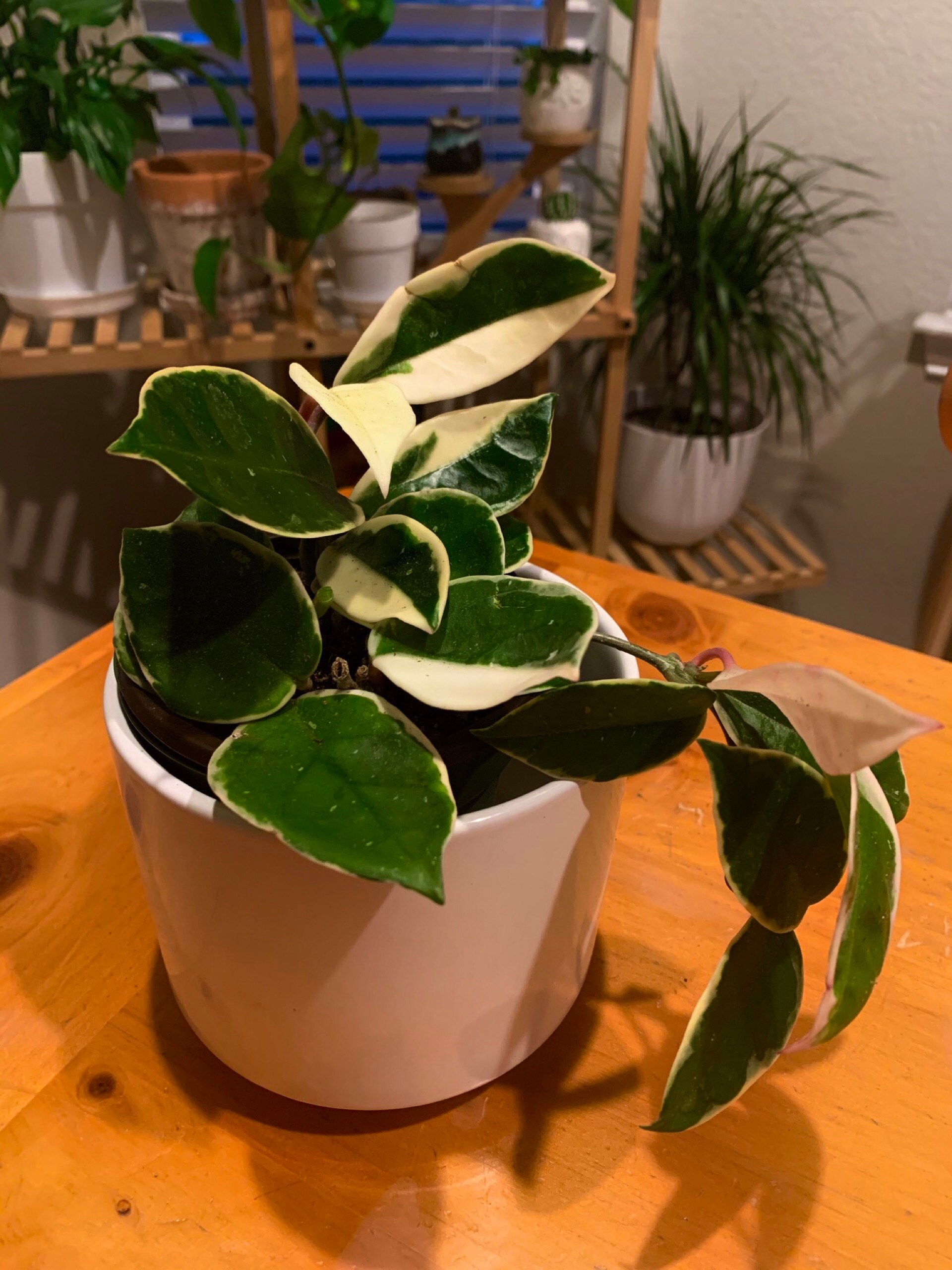 Hoya Tricolor Plant