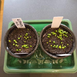 リトープス種ミックスシード – 生きた石、小石植物 – ユニークな多肉