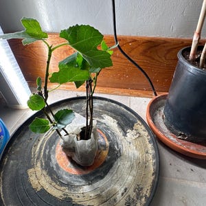 Pete added a photo of their purchase