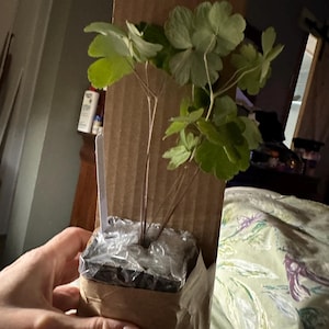 Theresa hat ein Foto des gekauften Artikels hinzugefügt