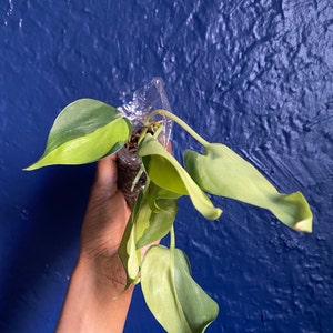 avamarie added a photo of their purchase