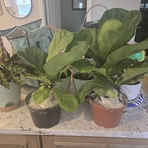 cathie added a photo of their purchase
