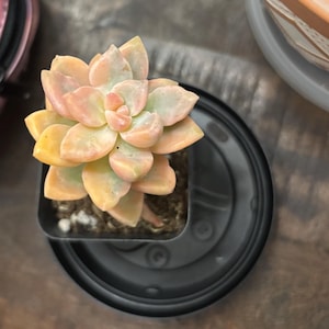 Ghost Plant, Variegated Mother of Pearl, Graptopetalum
