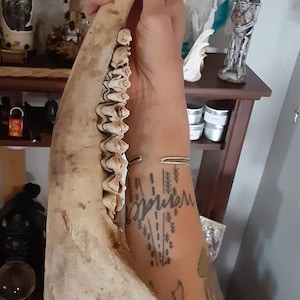 Bison Jaw Bone American Buffalo Painted White - Etsy