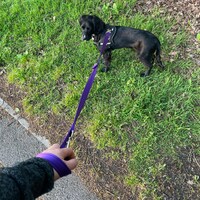 Padded Handle Short Dog Lead Close Control Walking Leash 45 and 76 Long 25mm H/D Polypropylene Webbing in 20 Colours - 1st Class Post