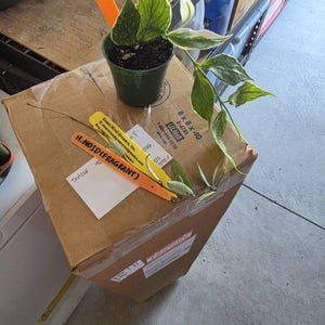 Carnella added a photo of their purchase