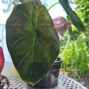 Alocasia Green Unicorn (azlanii X Dragon Scale) 4
