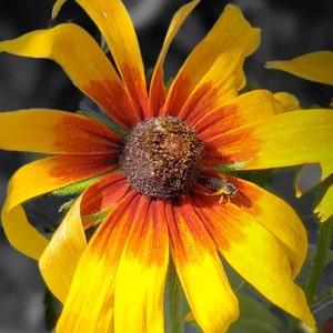 Wildflowersgal hat ein Foto des gekauften Artikels hinzugefügt