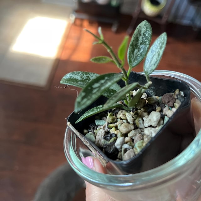 Hoya lima (Splash) | 2-Inch – Hoya Treasures