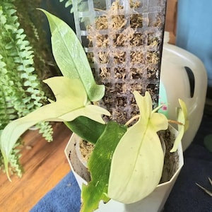 Suzette added a photo of their purchase