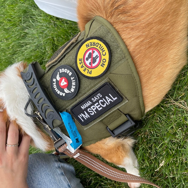 Dog Harness Service Dog Academy Best Dog Training Harness For Dogs