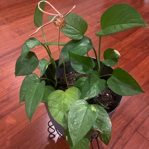 Jeannette added a photo of their purchase