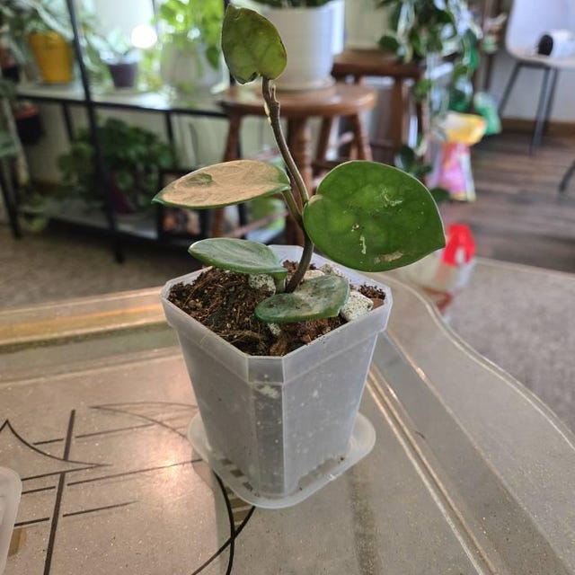 その他観葉植物 Hoya Carnosa 'Amore' 4