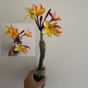 Karteek added a photo of their purchase