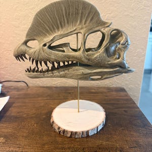 Dilophosaurus Dinosaur Skull Hand Painted Replica 1:3 Scale on