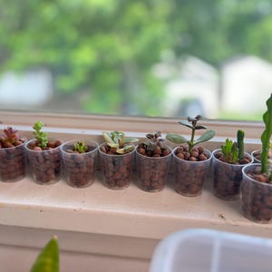 MisoGreens added a photo of their purchase